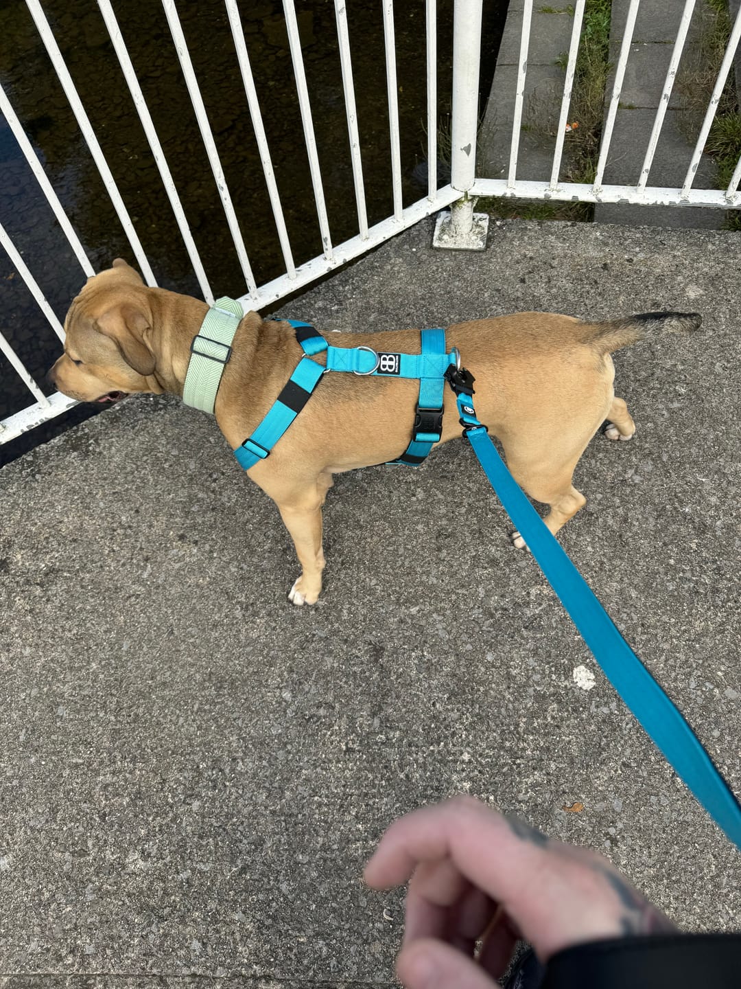 Customer photo review of Training No Pull TRI-Harness® | M-XL Breeds - Light Blue