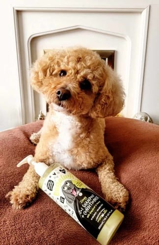 Customer photo review of Zingy 2 in 1 Shampoo + Conditioner with Grapefruit & Orange