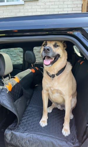 Customer photo review of Hard Bottom Seat Cover