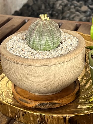 Customer photo review of Euphorbia Obesa