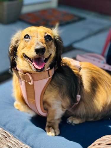 Customer photo review of Dog Leash