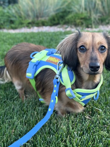 Customer photo review of Dog Leash