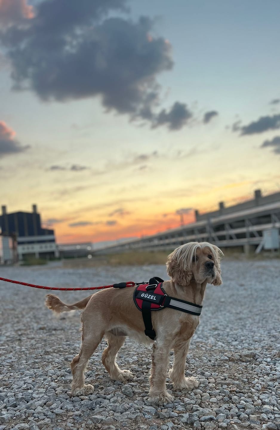 Customer photo review of MellowPurr Özelleştirilebilir No Pull Köpek Tasması