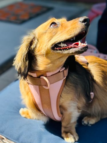 Customer photo review of Dog Harness