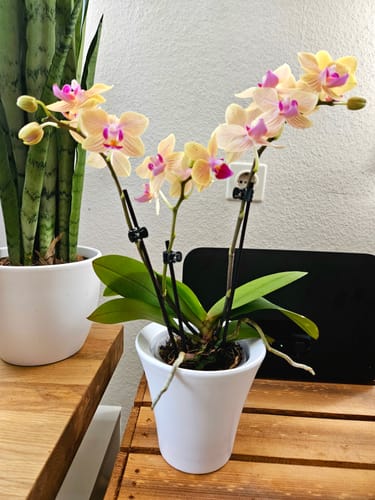 Customer photo review of Table Dance El Paso mit gelb-gestreiften Blüten und 2+ Stielen