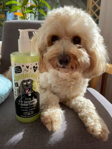 Customer photo review of Zingy 2 in 1 Shampoo + Conditioner with Grapefruit & Orange
