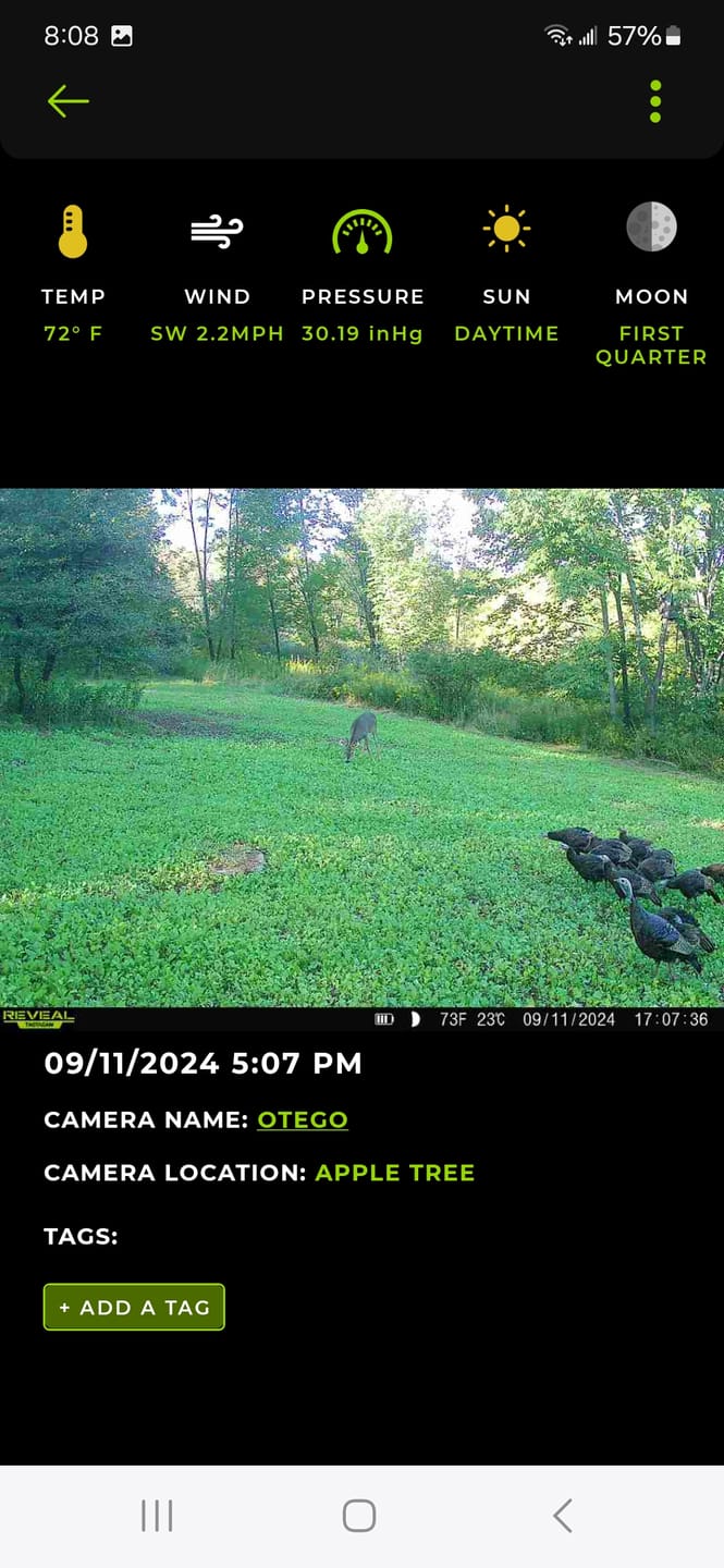Customer photo review of Brassica Food Plot Seed Mix