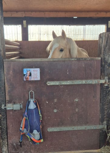 Customer photo review of Pferde Boxenschild mit Foto & Wunschtext (UV- und wetterfest)