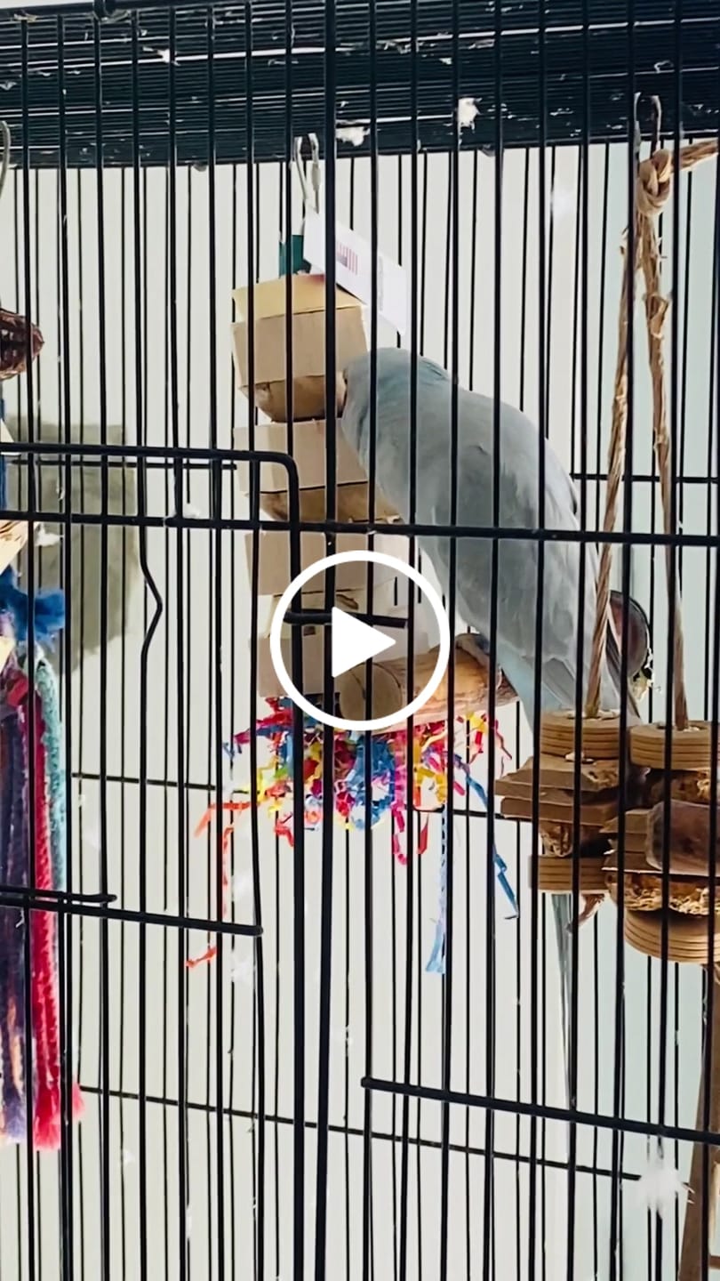 Customer video review of Yucca & Balsa Party - Regular