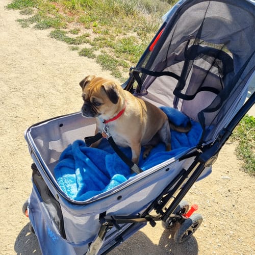 Customer photo review of PaWz Pet Dog Stroller Pram 4 Wheels