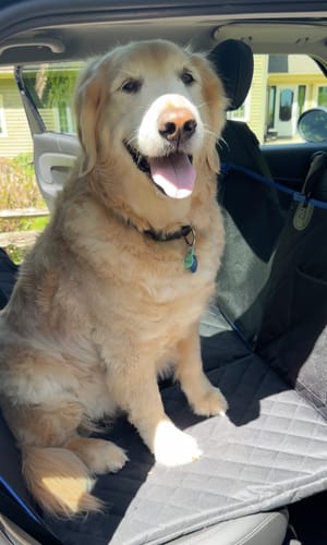 Customer photo review of Hard Bottom Seat Cover