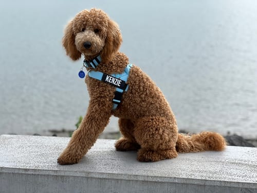 Customer photo review of Dog Lovers Pack