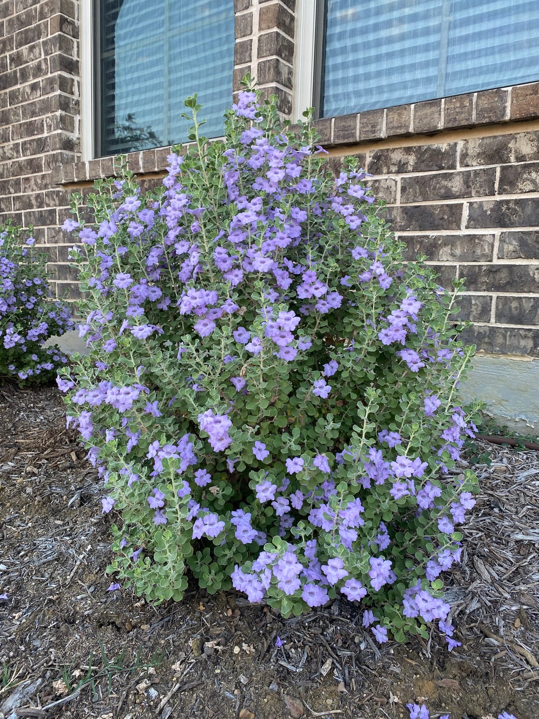 Customer photo review of Texas Sage 'Lynn's Legacy'