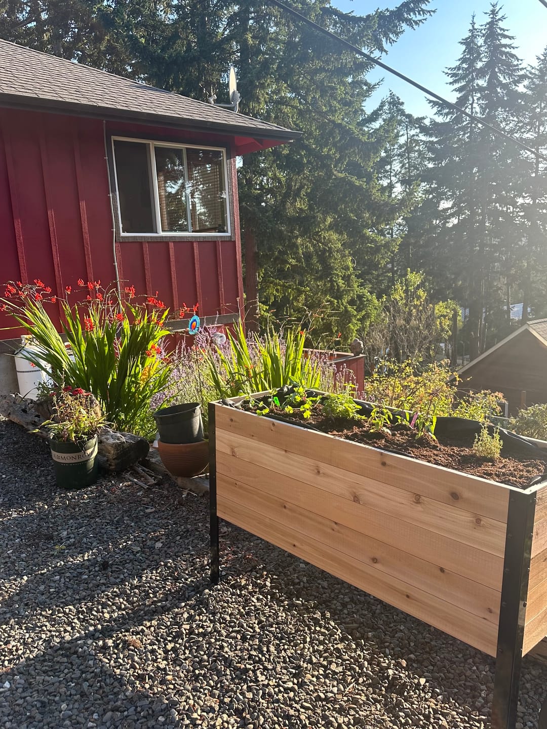 Customer photo review of Raised Garden Bed - 46cm x 122cm x 76cm