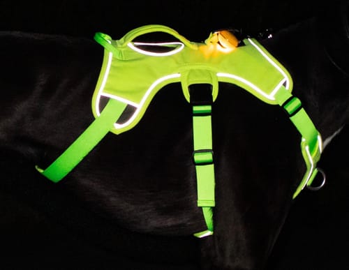 Customer photo review of Flashing Light Pet Tags