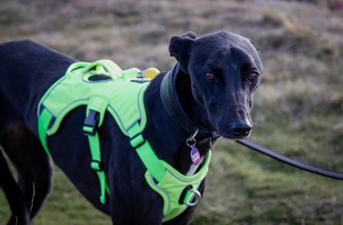 Customer photo review of Sighthound Escape Proof Harness