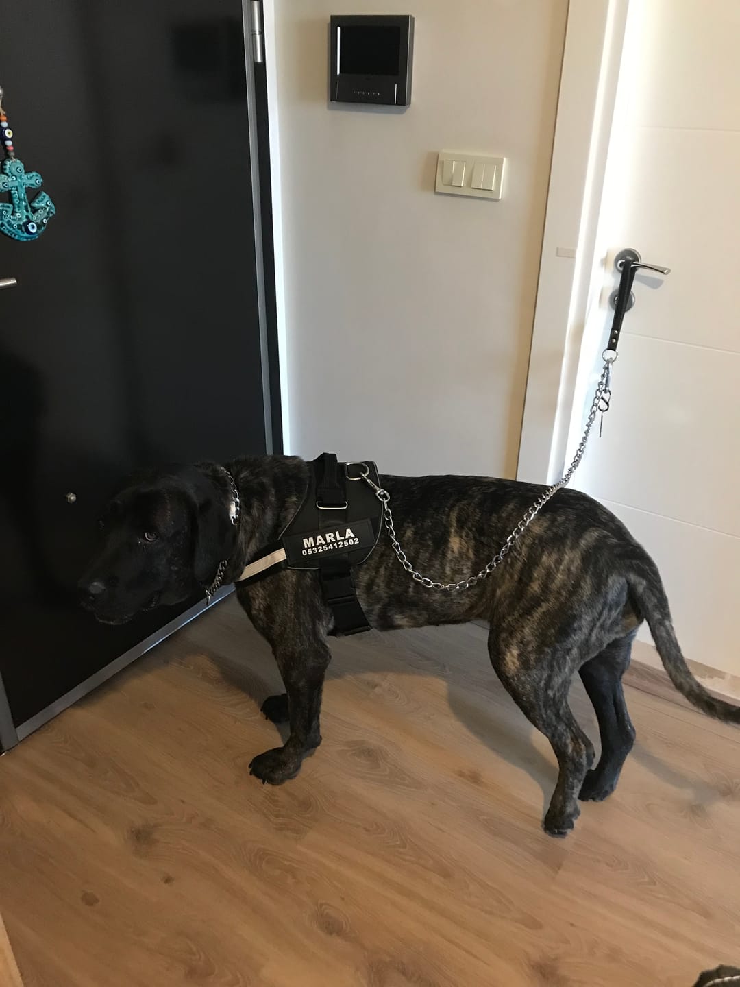Customer photo review of MellowPurr Özelleştirilebilir No Pull Köpek Tasması