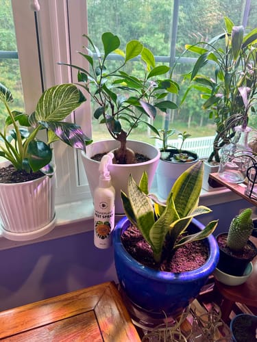 Customer photo review of Houseplant Pest Spray