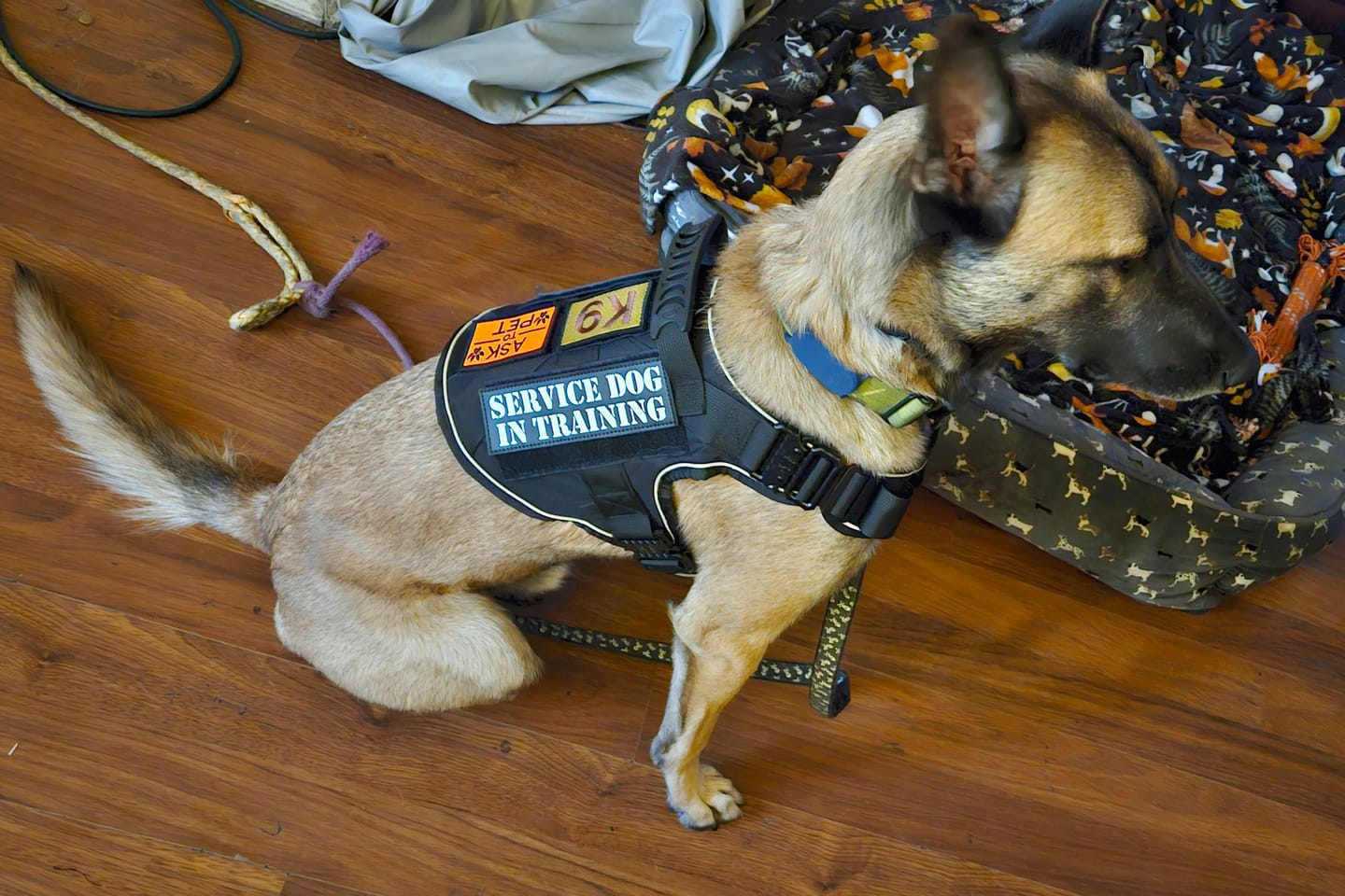 Customer photo review of Hook & Loop Patch Variety Bundle For Harness (Pack of 12)