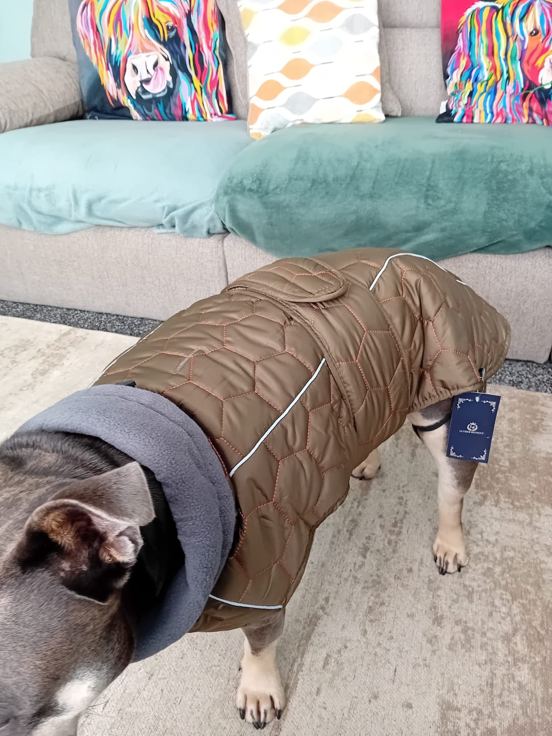 Customer photo review of Honey Comb Dog Coat