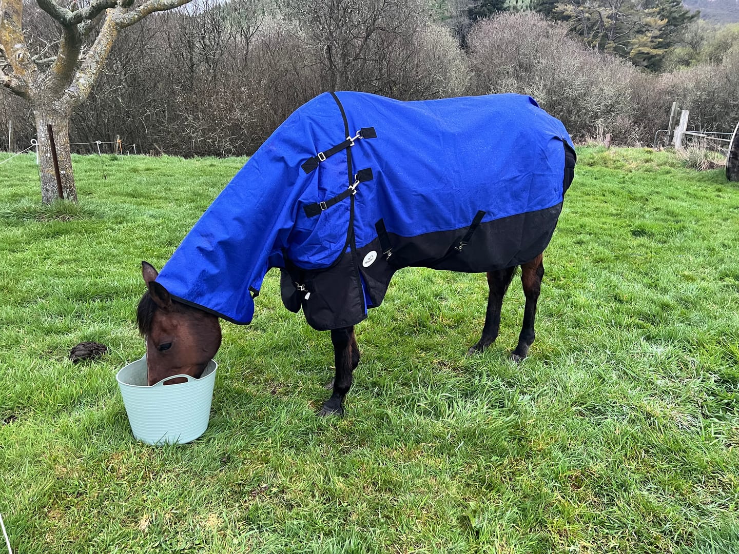 Customer photo review of Duke 1200d Detacha-neck