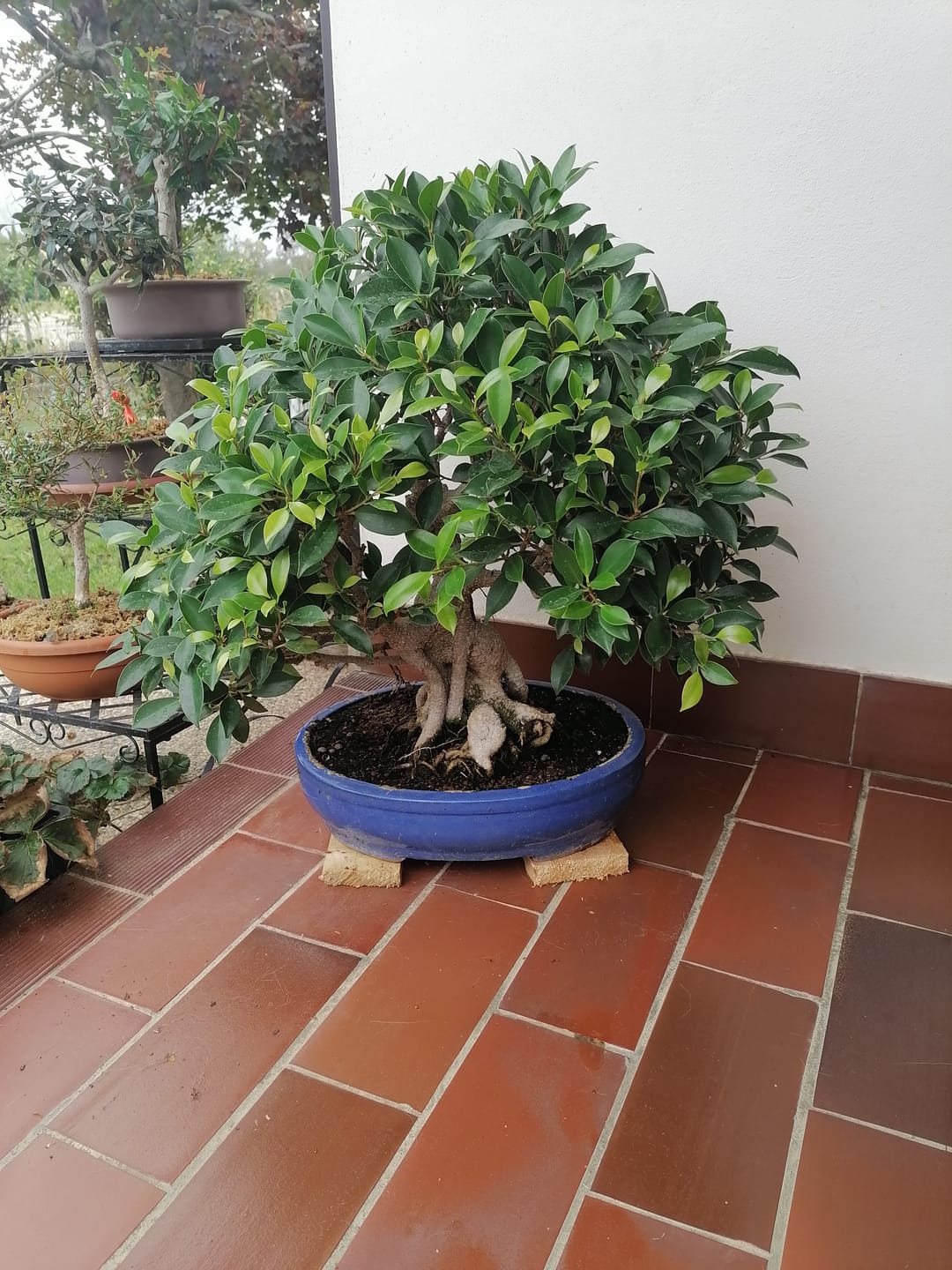 Customer photo review of KRIPTON CB® (Probiotico professionale per bonsai)