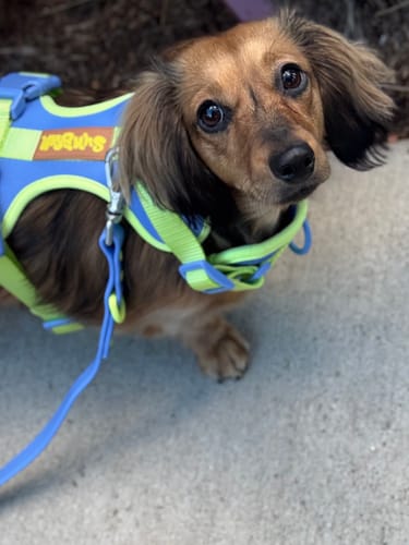 Customer photo review of Dog Harness