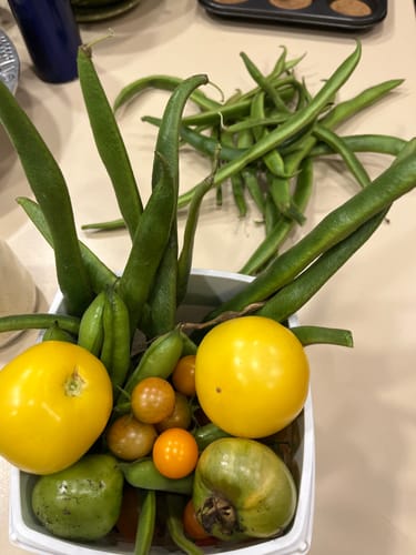 Customer photo review of Succession Planting Kit