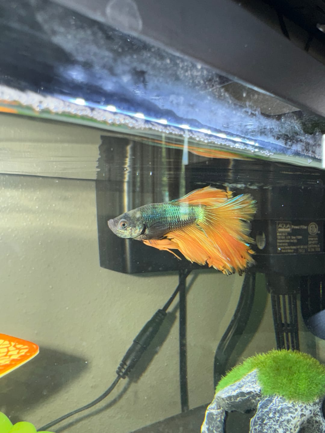 Customer photo review of Mustard Gas Blue Halfmoon Male Betta Fish