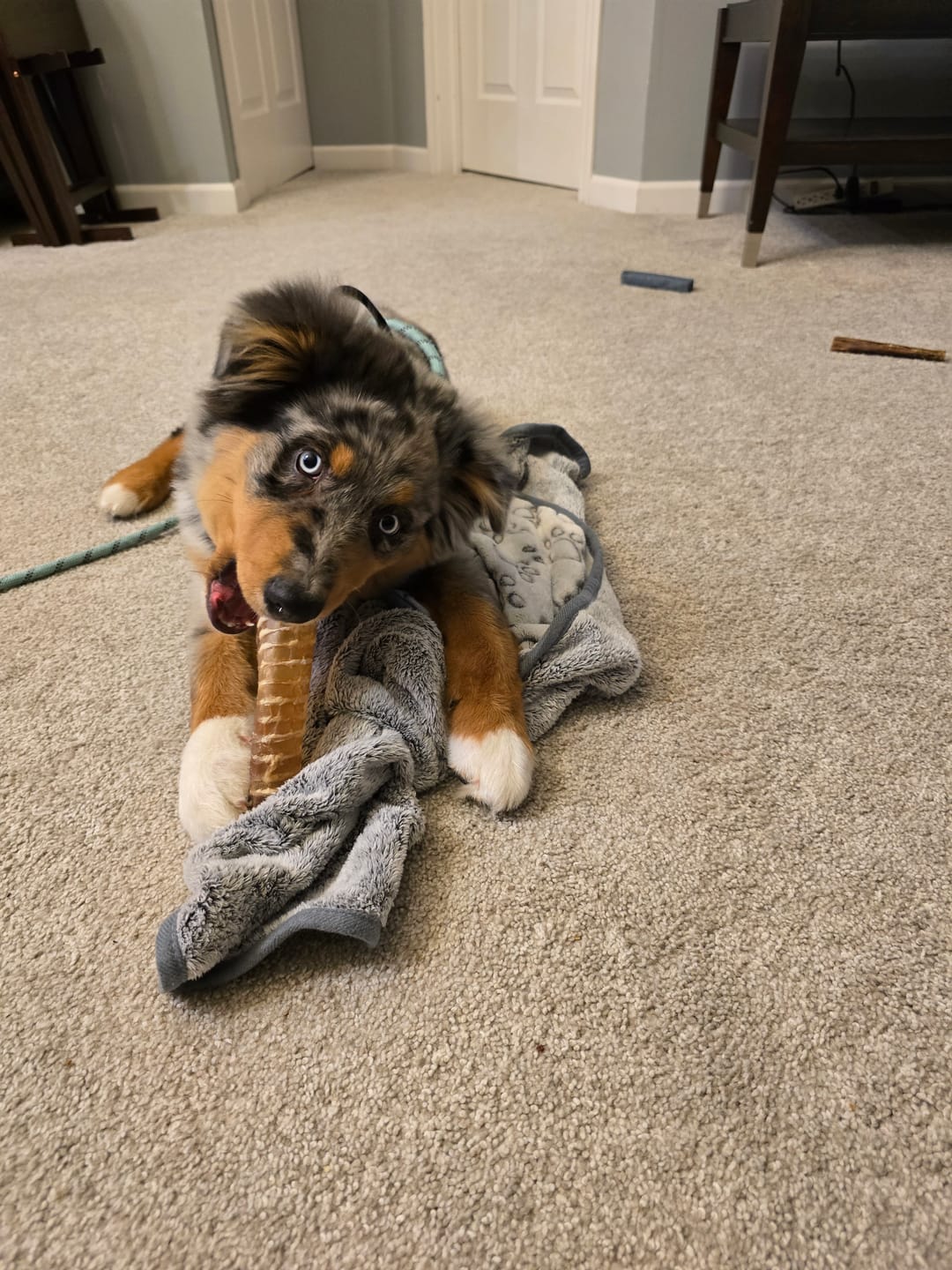Customer photo review of Bully Bunches Puppy Pack
