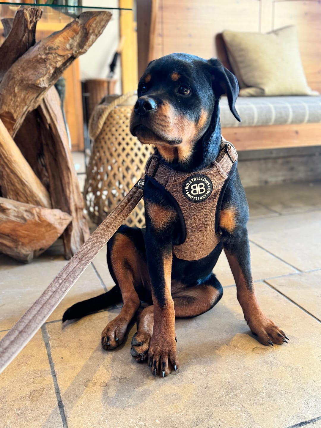 Customer photo review of Premium Comfort Tweed Harness | Non Restrictive & Adjustable - Classic Tan