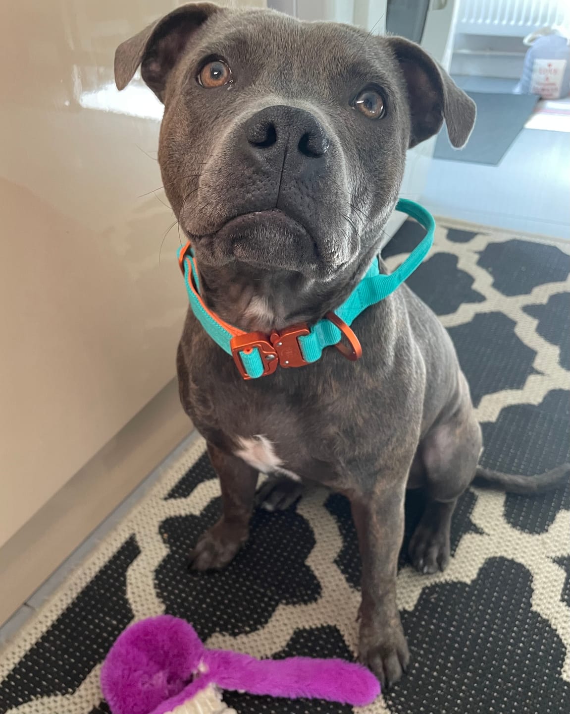 Customer photo review of 4cm LIGHTER Combat® Collar | With Handle Rated Clip - Turquoise & Orange