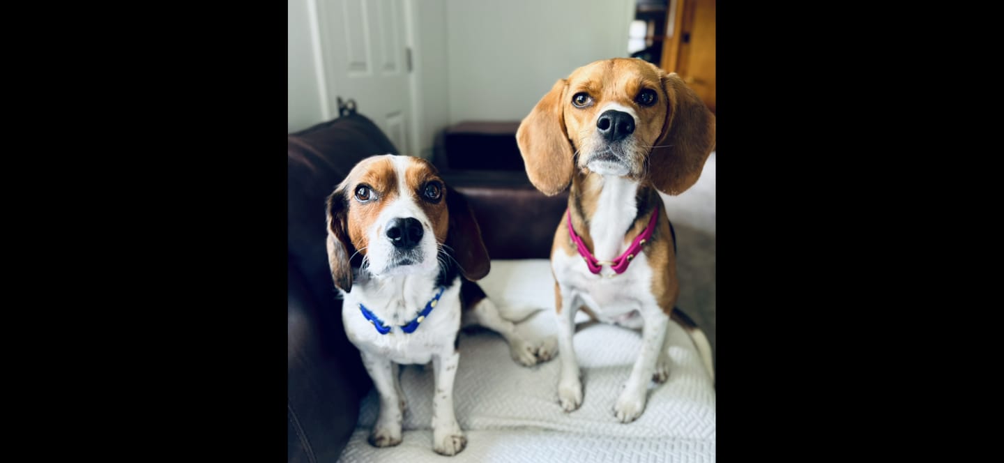 Customer photo review of House Collar