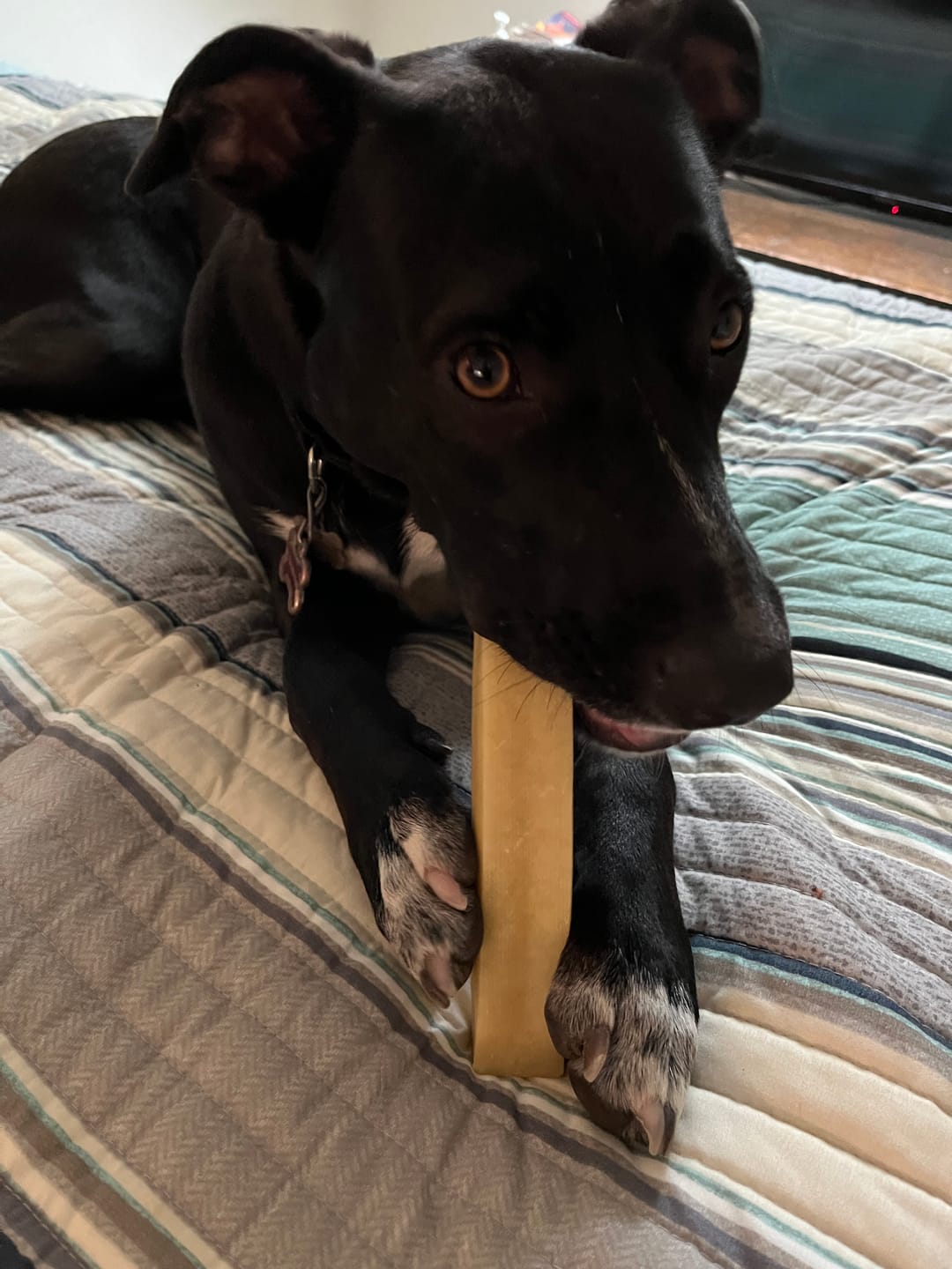 Customer photo review of Himalayan Yak Chew (EXTRA LARGE)