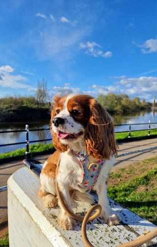 Customer photo review of Disney© Tough Trails™ Harness - Winnie The Pooh