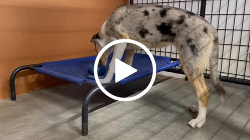 Customer video review of Freezball - Durable Fillable Dog Chew Bone