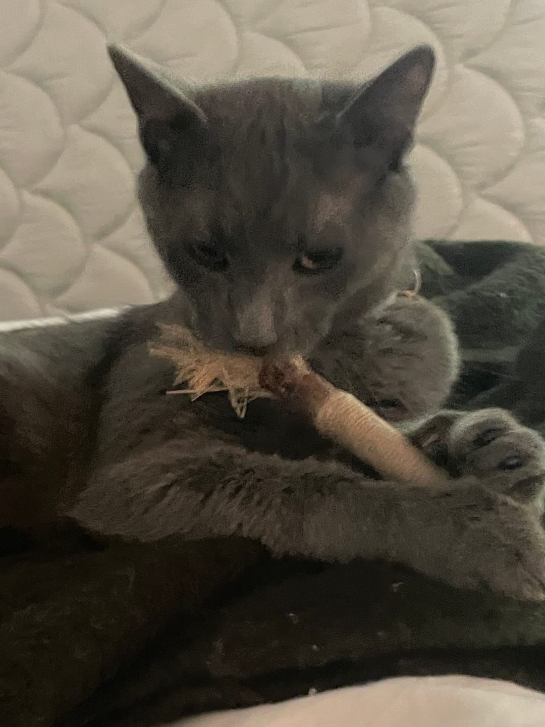Customer photo review of RYERCAT Silvervine Cat Dental Sticks