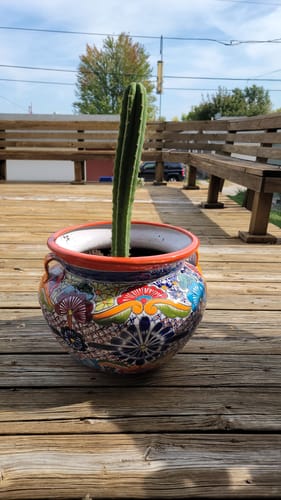 Customer photo review of San Pedro Cactus | Echinopsis (Trichocereus) pachanoi