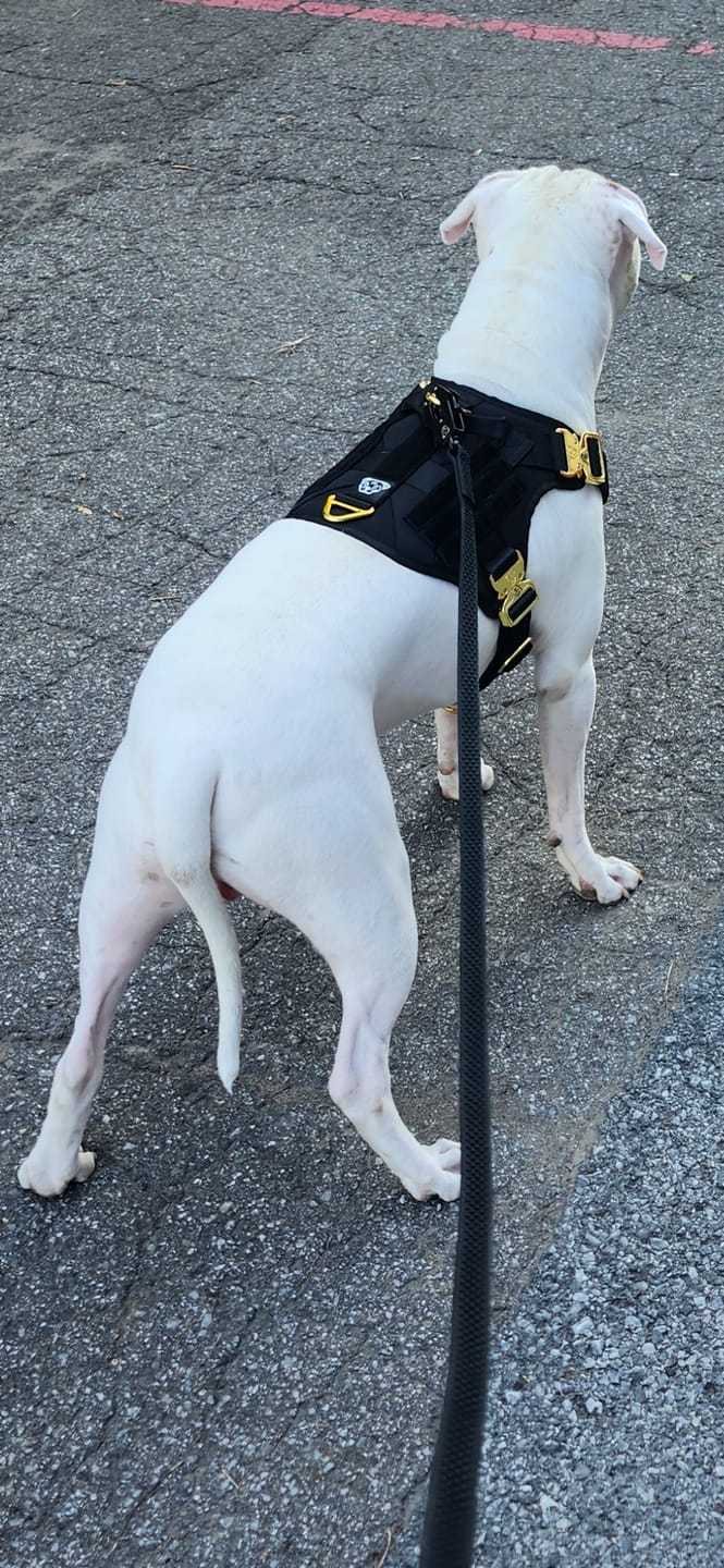 Customer photo review of HNTR 3.0 Dog Harness - Noir