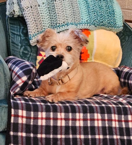 Customer photo review of Personalized Pet Keychain