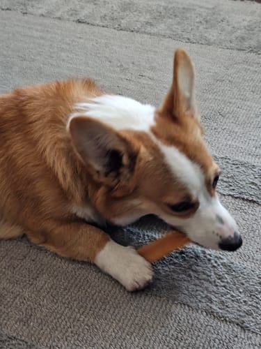 Customer photo review of PUMPKIN YAK CHEWS