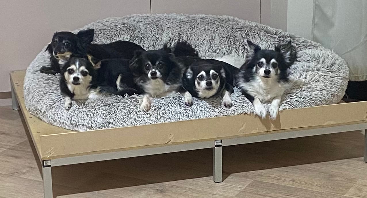 Customer photo review of Canine Joint Plus™️ 500g