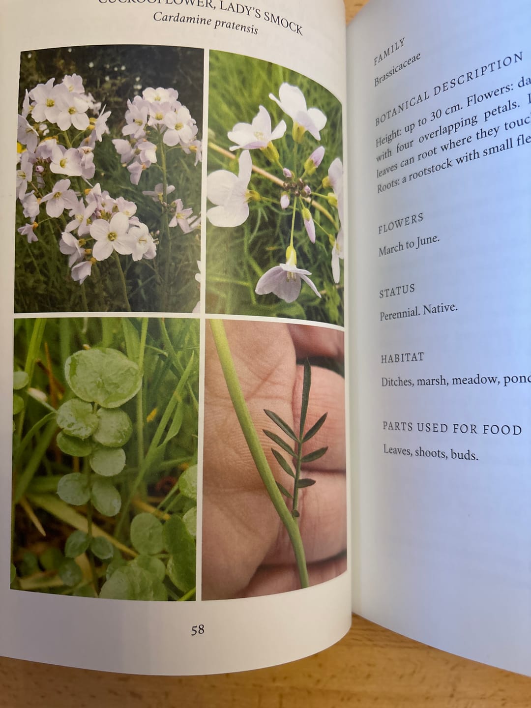 Customer photo review of Edible and Medicinal Wild Plants of Britain and Ireland