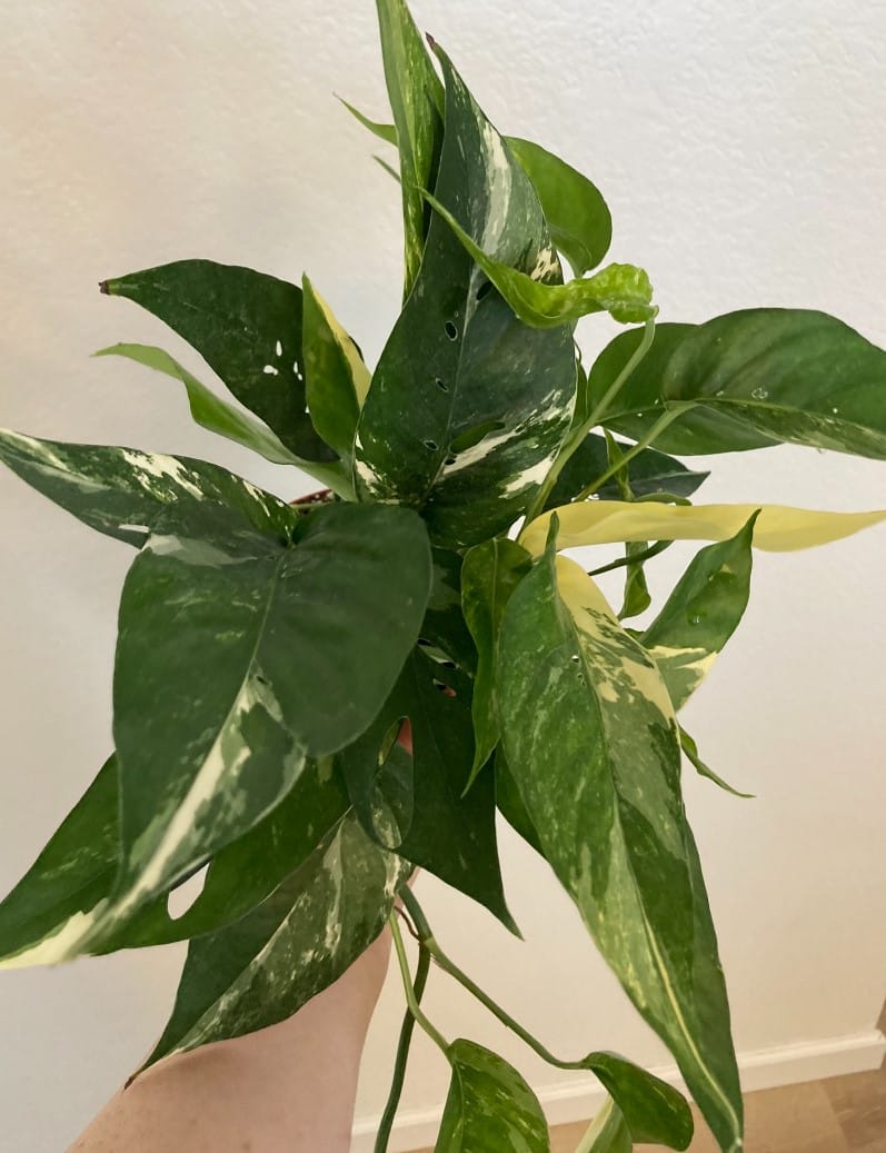 Customer photo review of Pothos Epipremnum pinnatum albo variegata