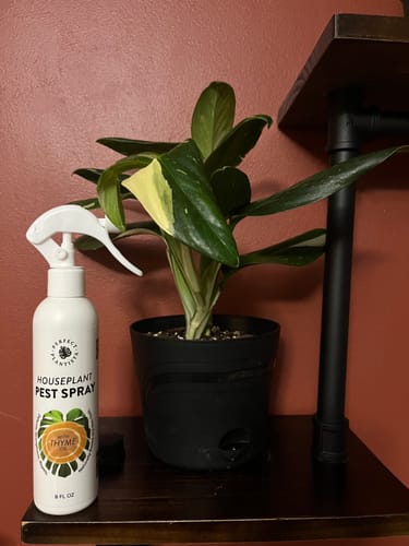 Customer photo review of Houseplant Pest Spray