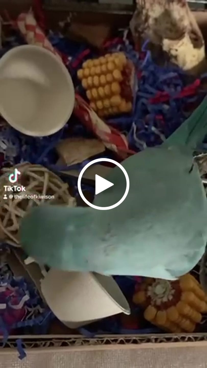 Customer video review of "BYOT" Foraging Flats by Cheep Thrills