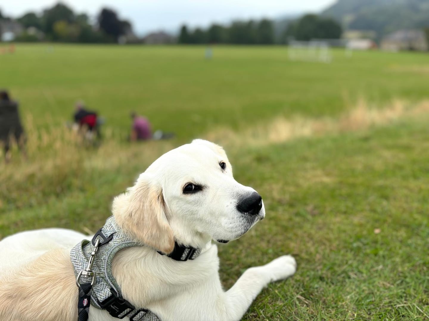 Customer photo review of Tough Trails™ Harness - Country Thyme