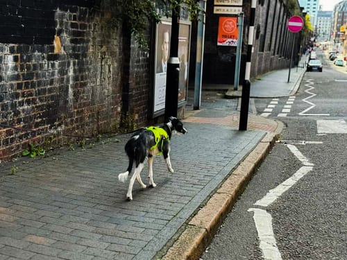 Customer photo review of Sighthound Escape Proof Harness