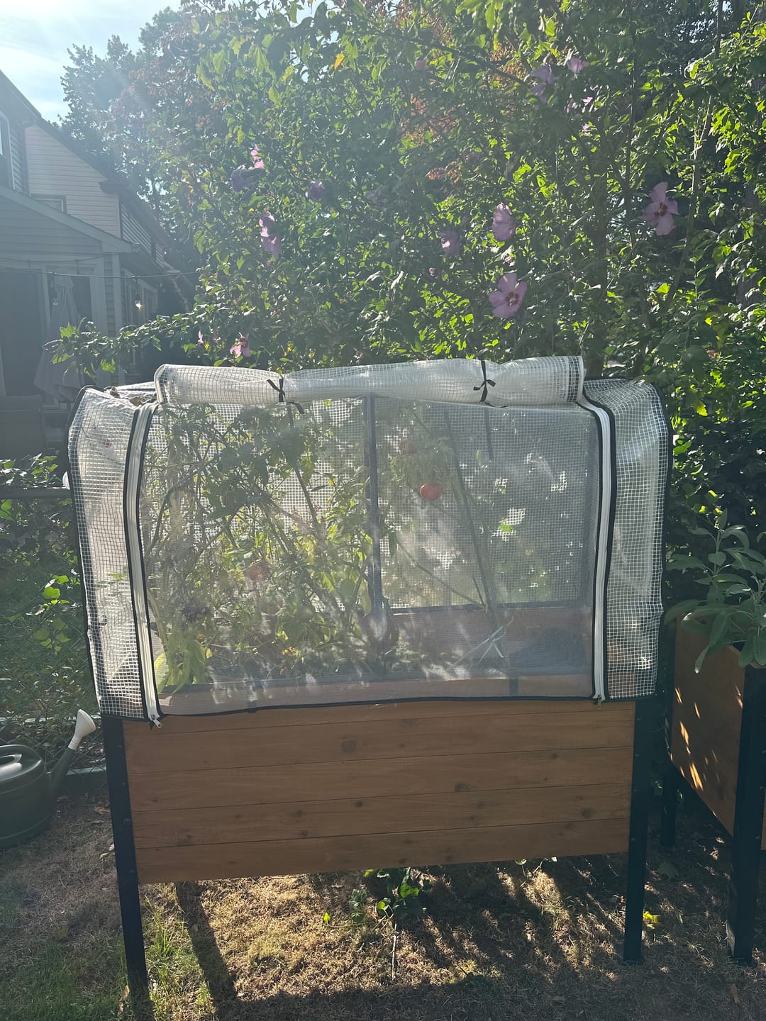 Customer photo review of Greenhouse Cover