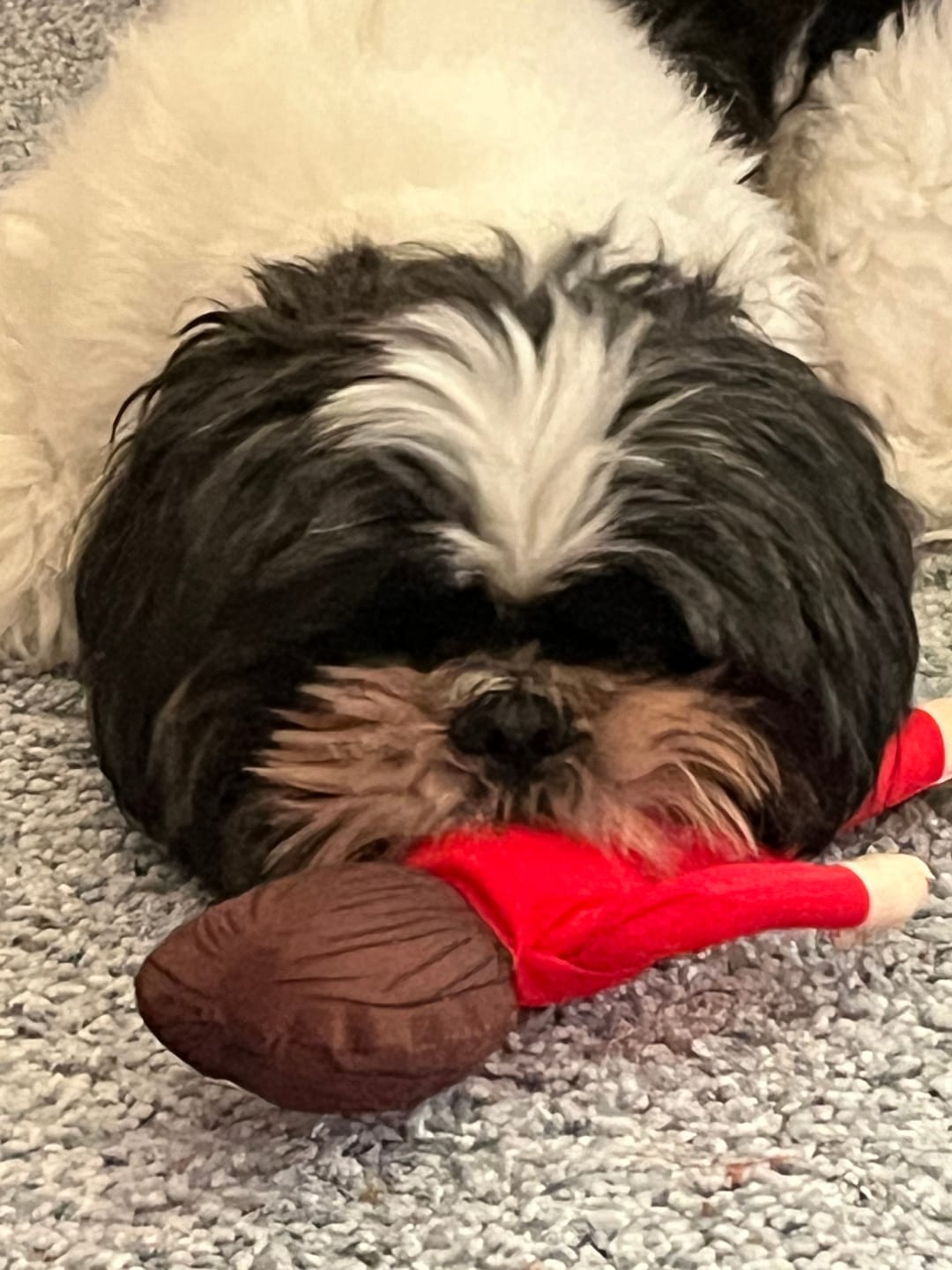 Customer photo review of Joe Biden Kamala Harris & Nancy Pelosi Starter Pack Tough Plush Dog Chew Toys with Squeakers - Official Republican Dogs